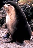 Subantarctic Fur Seal