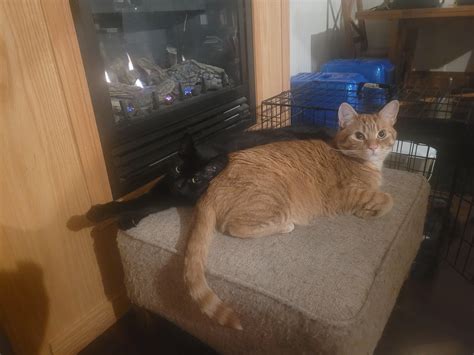 Background for painting help (little explanation in comments) : r/cats