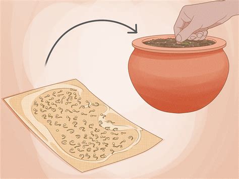 How to Sprout Seeds on a Paper Towel: 9 Steps (with Pictures)