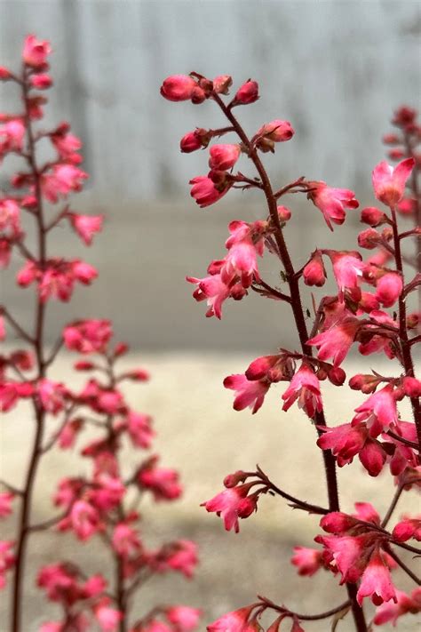 Heuchera 'Paris' #1 at SPROUT HOME