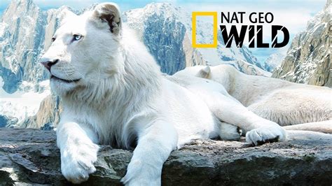 The Rare and Exotic Animals " White Lions"-[HD]National Geographic[Full ...
