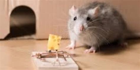 Energia Que Atrai Rato - O que atrai os ratos? 04 principais fatores e como evitá-los - Mundo ...