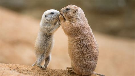 An Encyclopedia on Prairie Dogs: From its Origin to Facts & Highlights ...