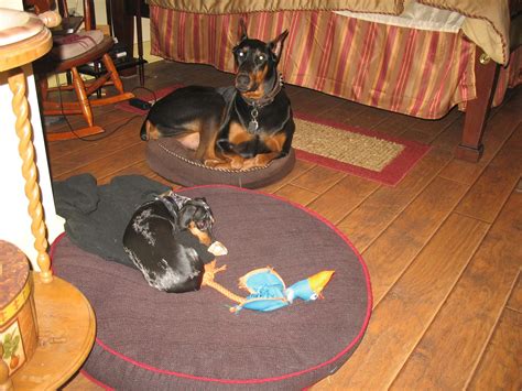 Best Pinscher Posts - Reddit