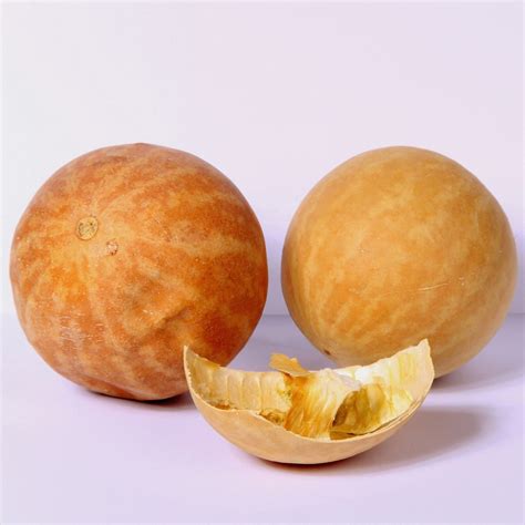 desert gourd colocynth seeds citrullus colocynthis bitter