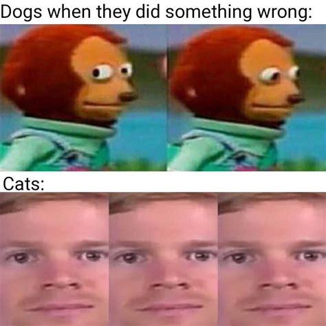 damn cat rmemes