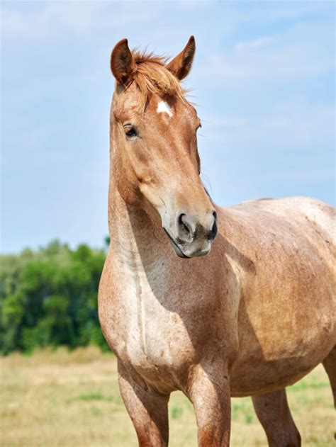 Roan Horses – Colors, Genetics & Breeds - Helpful Horse Hints