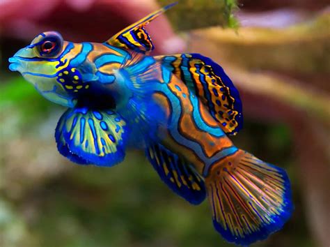 5 Best Tropical Fish For Advanced Aquarists | Fishkeeping Advice