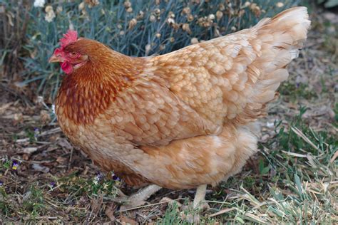 definitive guide  domestic chicken facts habitat conservation
