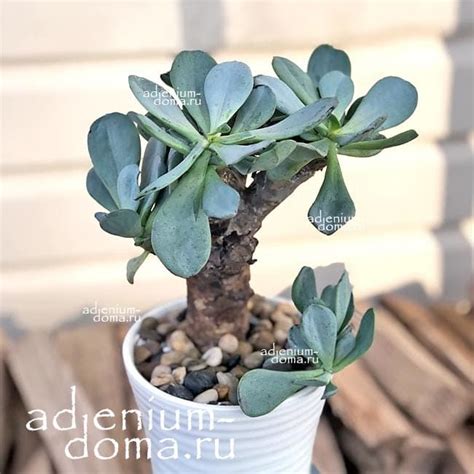 Senecio FULGENS (Kleinia, Крестовник, Сенецио): купить 3 семени c ...