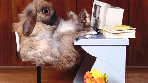 Funny Animals Wallpapers - Top Free Funny Animals Backgrounds ...