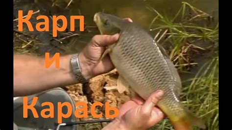 Диалоги о рыбалке - 2- Карп Карась - YouTube