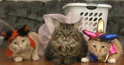 Catsparella: Must Love Cats Episode 2 Recap & Resource Guide