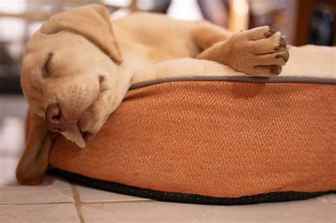 How To Set Up A Puppy Sleep Schedule - MattressNextDay