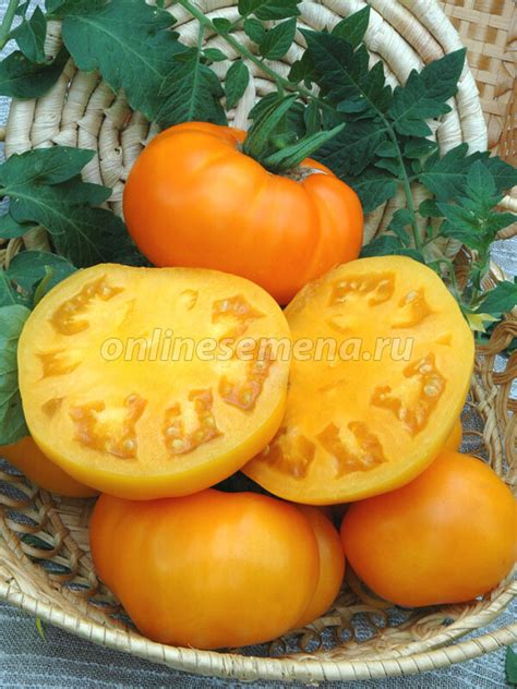 Томат Бизон желтый (Вкуснотека) из каталога СПЕЦИАЛЬНЫЕ СЕРИИ СЕМЯН ...