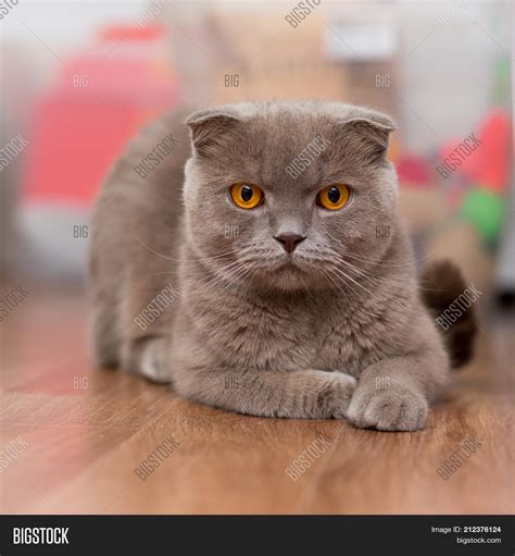 Orange Scottish Fold