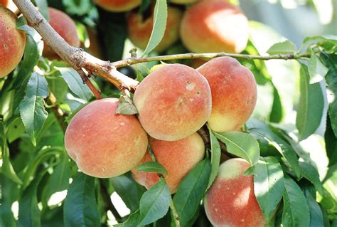 Peach Tree Carbs at Jean Begaye blog