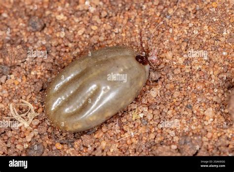 Ixodidae High Resolution Stock Photography and Images - Alamy