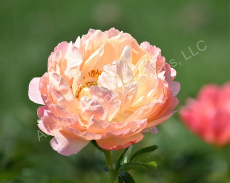 The Coral Sunset Peony | Adelman Peony Gardens