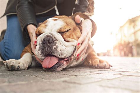Can Lemon Juice Help Bad Dog Breath