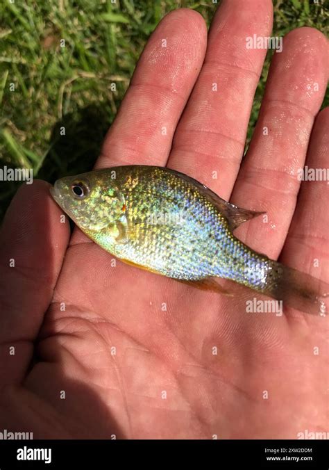 pumpkinseed lepomis gibbosus actinopterygii stock photo alamy