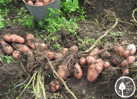 Сорт картофеля Астерикс – характеристика, отзывы, устойчивость к ...
