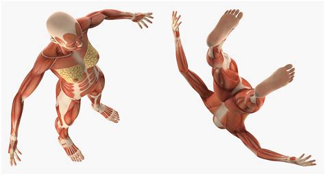 Female Muscular Anatomy 3D Model - TurboSquid 1246353