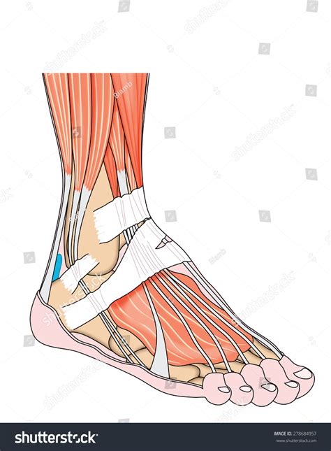 tendon attached bone images stock  vectors shutterstock