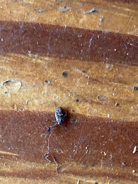 Tiny Teardrop shaped bug, kept moving so these are the best pictures I