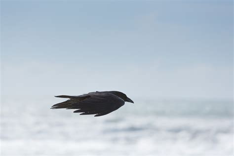 Free Images : sea, wing, sky, seabird, flight, black, crow, vertebrate