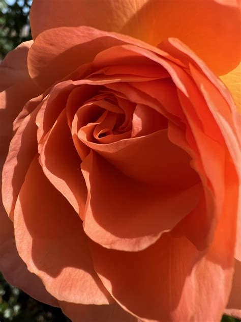Prune Roses for Spring Blooms - ELS Maintenance & Construction