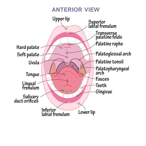 Anatomical Structure Of Oral Cavity at Jeffrey Steward blog