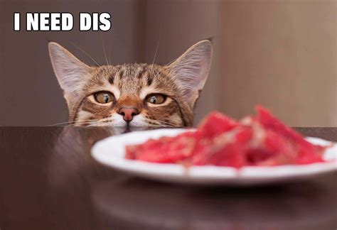 sjove cat memes billeder wallpapers helt gratis  sjove