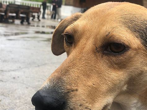 «Николаев - город без бродячих собак»: В ДОФе состоялось открытие Dog ...
