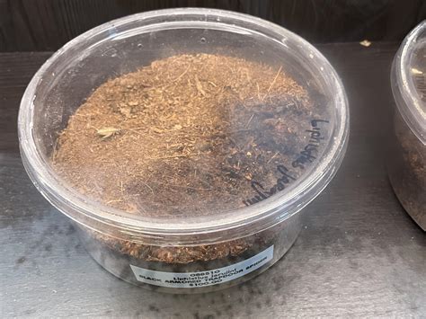 What are trapdoor spiders like as pets when it comes to care? : r/spiders