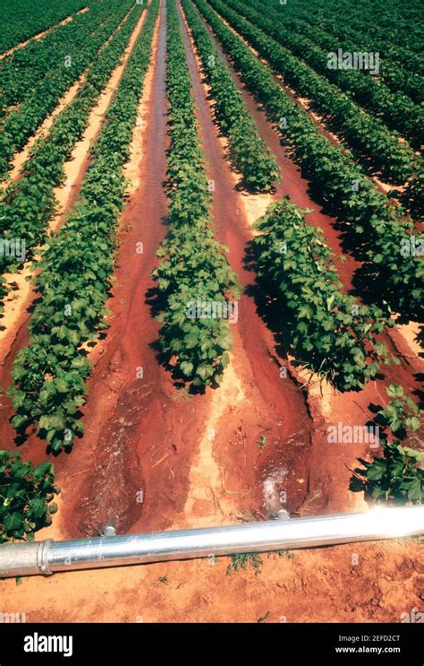 soybean field usa   res stock photography  images alamy