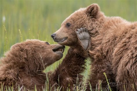 Grizzly Bear Cubs Playing Photo 293 | Alaska | USA | Photos by Jess Lee