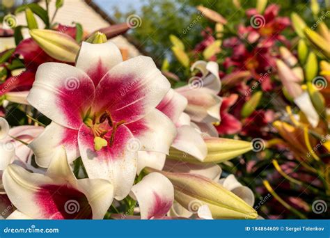 White Lily Flower with a Red Middle Closeup. One Flower with a Yellow ...