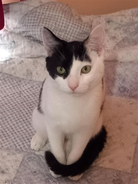 Domestic Shorthaired Cat Everything You Need To Know About The