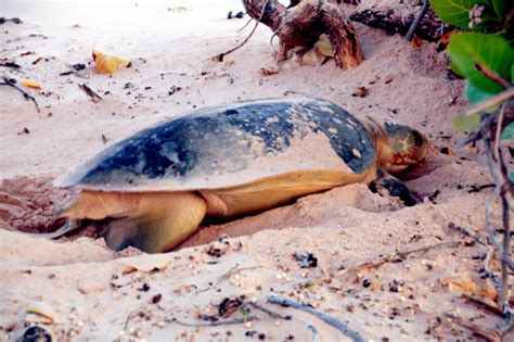 Flatback Sea Turtle – "OCEAN TREASURES" Memorial Library