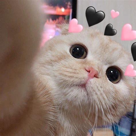 88 Wallpaper Kucing Aesthetic Love free Download - MyWeb