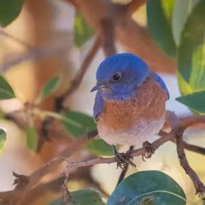 Western Bluebird - Facts, Diet, Habitat & Pictures on Animalia.bio