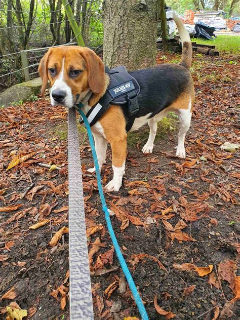 Chester - 1 year old male Beagle available for adoption