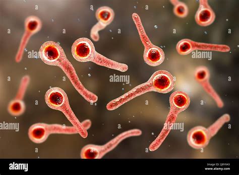 Tetanus bacteria, illustration Stock Photo - Alamy