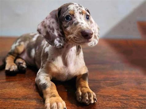 Dapple Dachshund: Unique Coats and Genetic Health Guide | UKPets