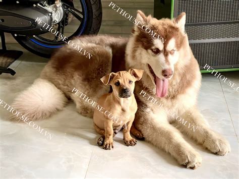Chó Alaska - Pet House - Cửa hàng thú cưng và phụ kiện