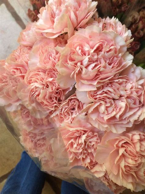 Peach carnations | Carnations, Peach, Beautiful