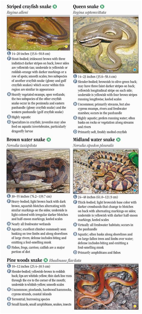 Snakes of North Florida, Including the Panhandle – Quick Reference