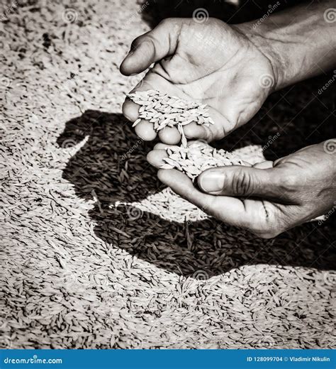 Wheat Corns and Hands of the Old Farmer. Stock Photo - Image of healthy