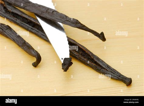 Vanilla beans, vanilla pulp on the tip of a knife (Vanilla planifolia ...
